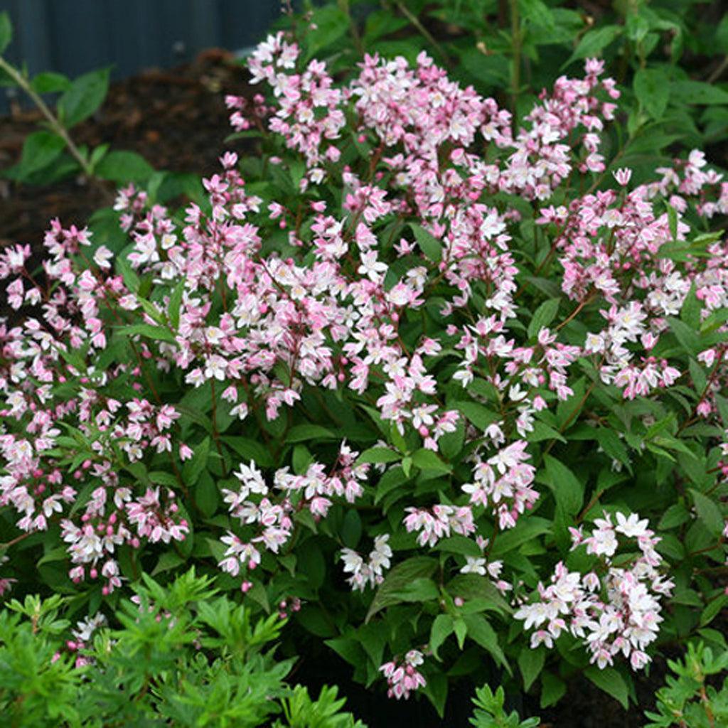 Yuki Cherry Blossom® Deutzia PW® - Sheridan Nurseries