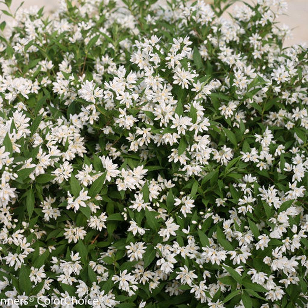 Yuki Snowflake® Deutzia Pw® # 2 PW Cont