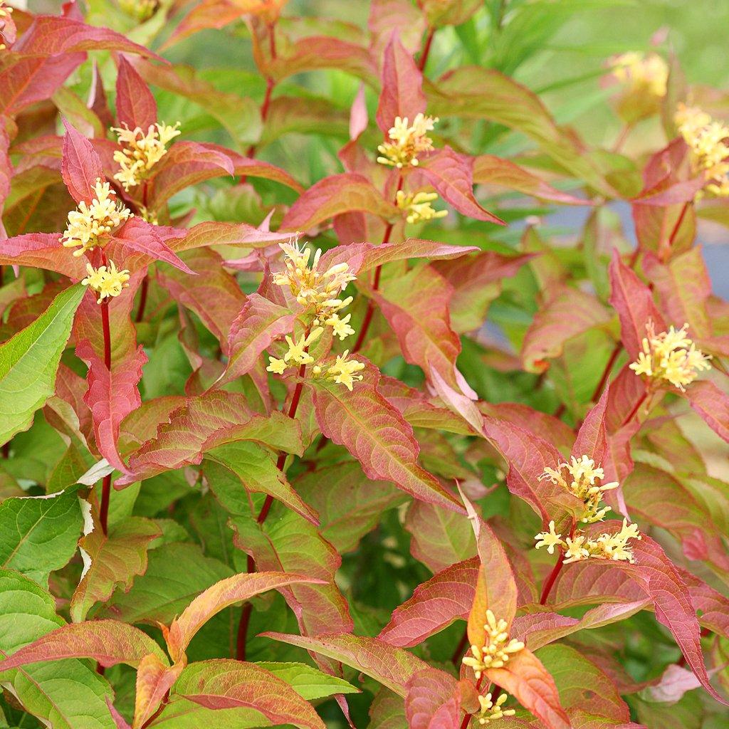 Kodiak® Orange Dwarf Bush-Honeysuckle PW® # 2 PW Cont