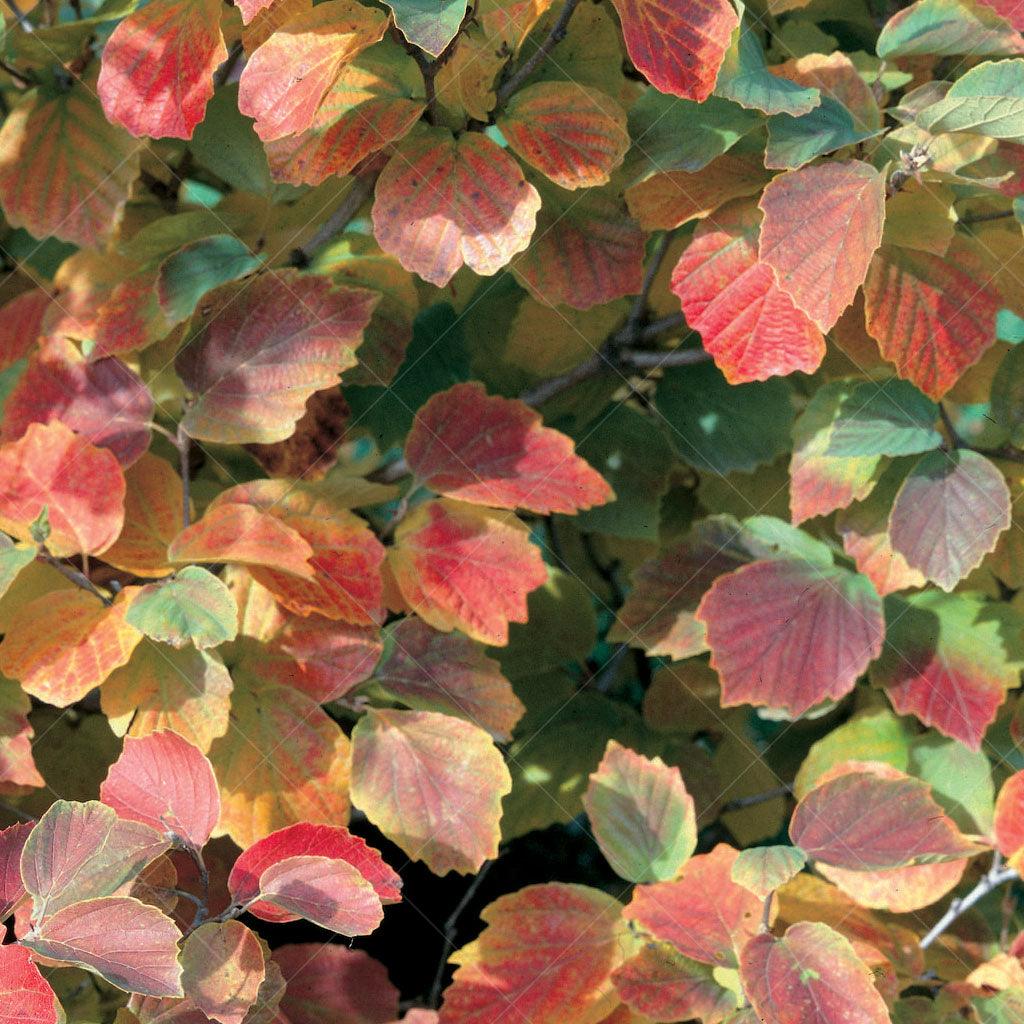 Mount Airy Large Fothergilla