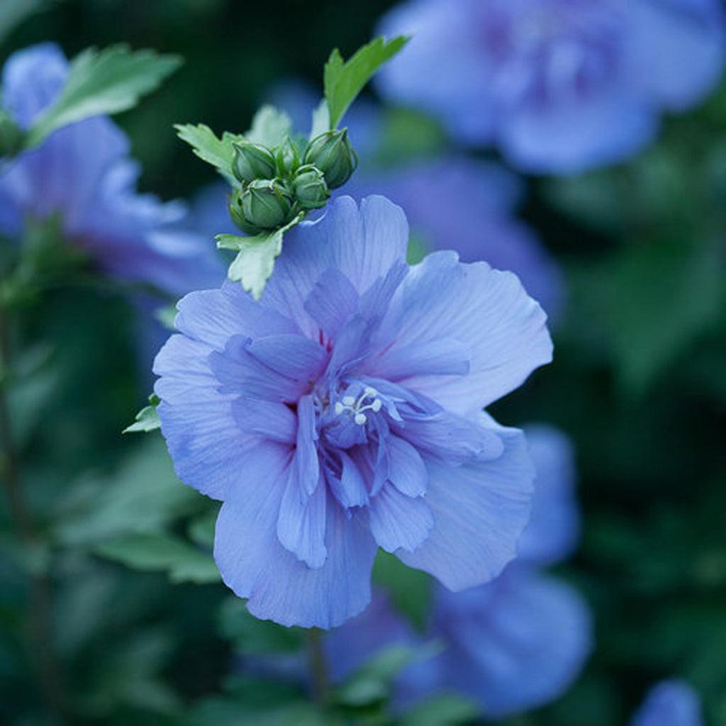 Blue Chiffon® Rose Of Sharon Pw® # 3 PW Cont