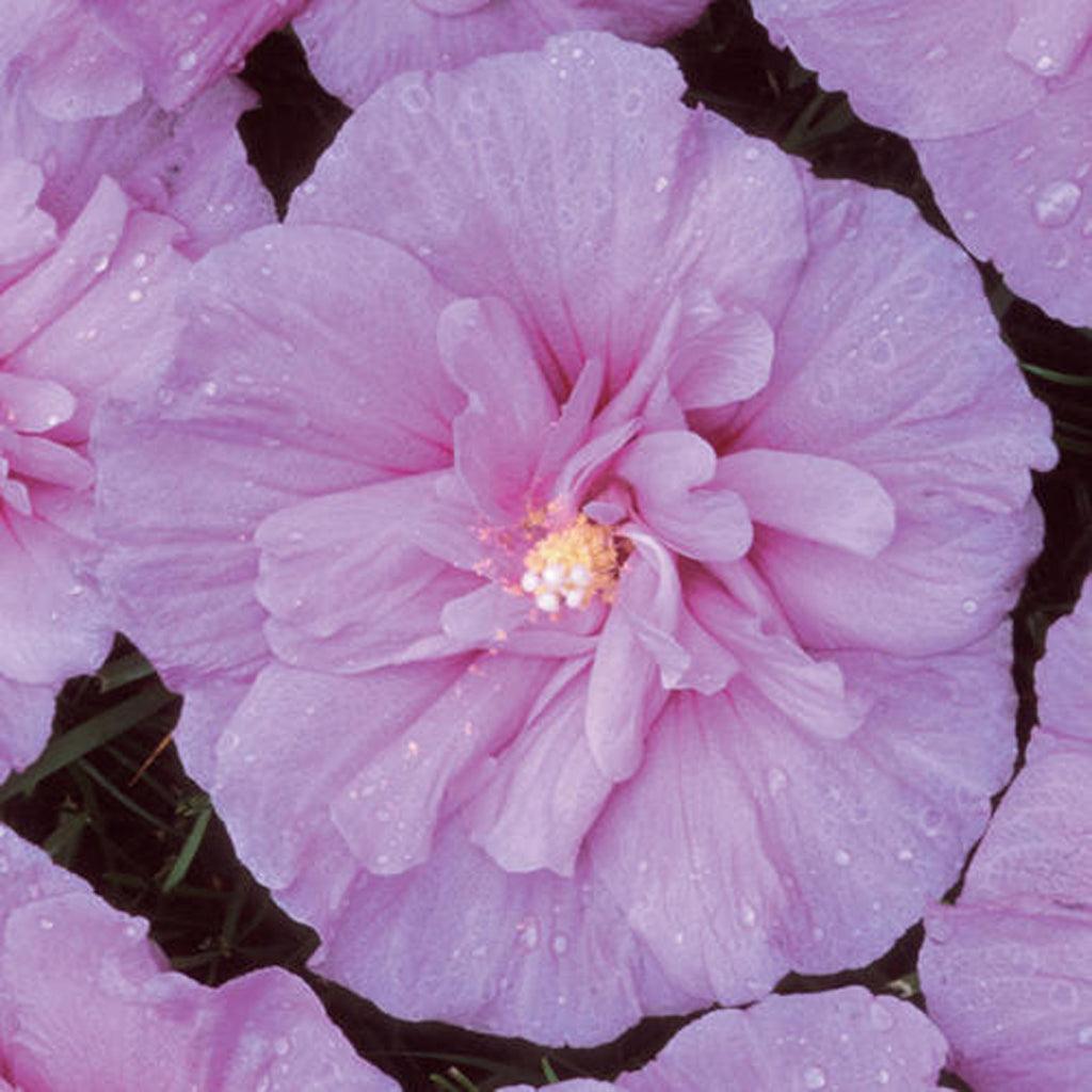 Lavender Chiffon® Rose Of Sharon Pw® 125cm B&amp;B