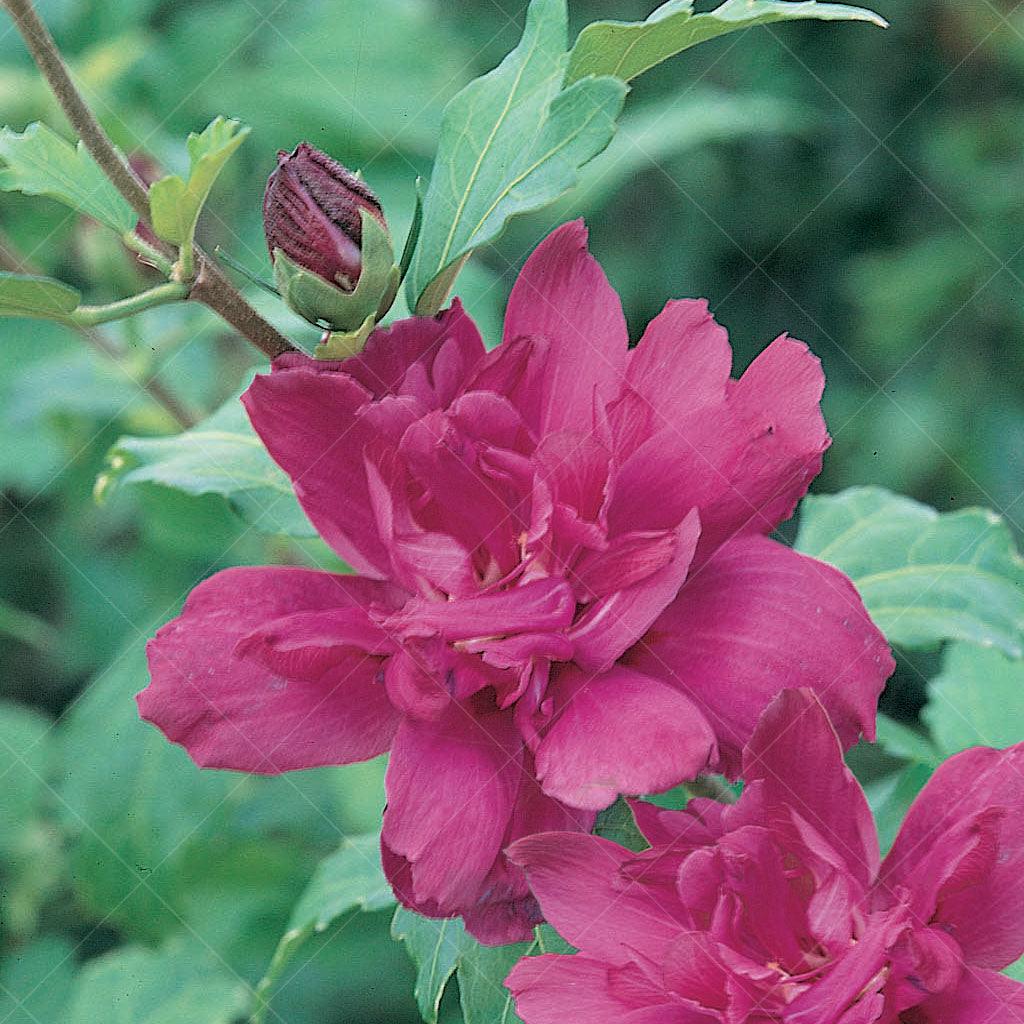 Save 20% Off Tagged Rose of Sharon - Sheridan Nurseries Online