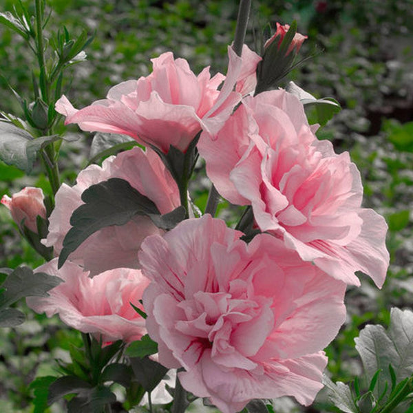 Pink Chiffon® Rose Of Sharon Pw® # 2 PW Cont - Sheridan Nurseries