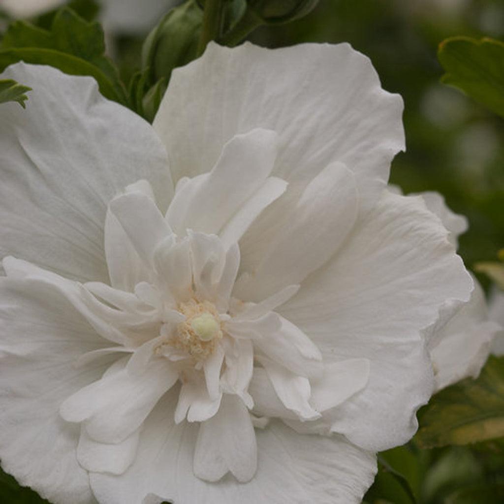 Create a romantic garden oasis with White Chiffon® Rose Of Sharon Pw®. Imagine strolling through your garden at night, surrounded by its captivating, extra large white flowers. Not only will it add beauty to your yard, it's low maintenance and sets very few seeds. Its full sun exposure ensures maximum blooming potential and it's perfect for zones 5-9. Enjoy the elegance of its single white flowers with a delicate, lacey center.