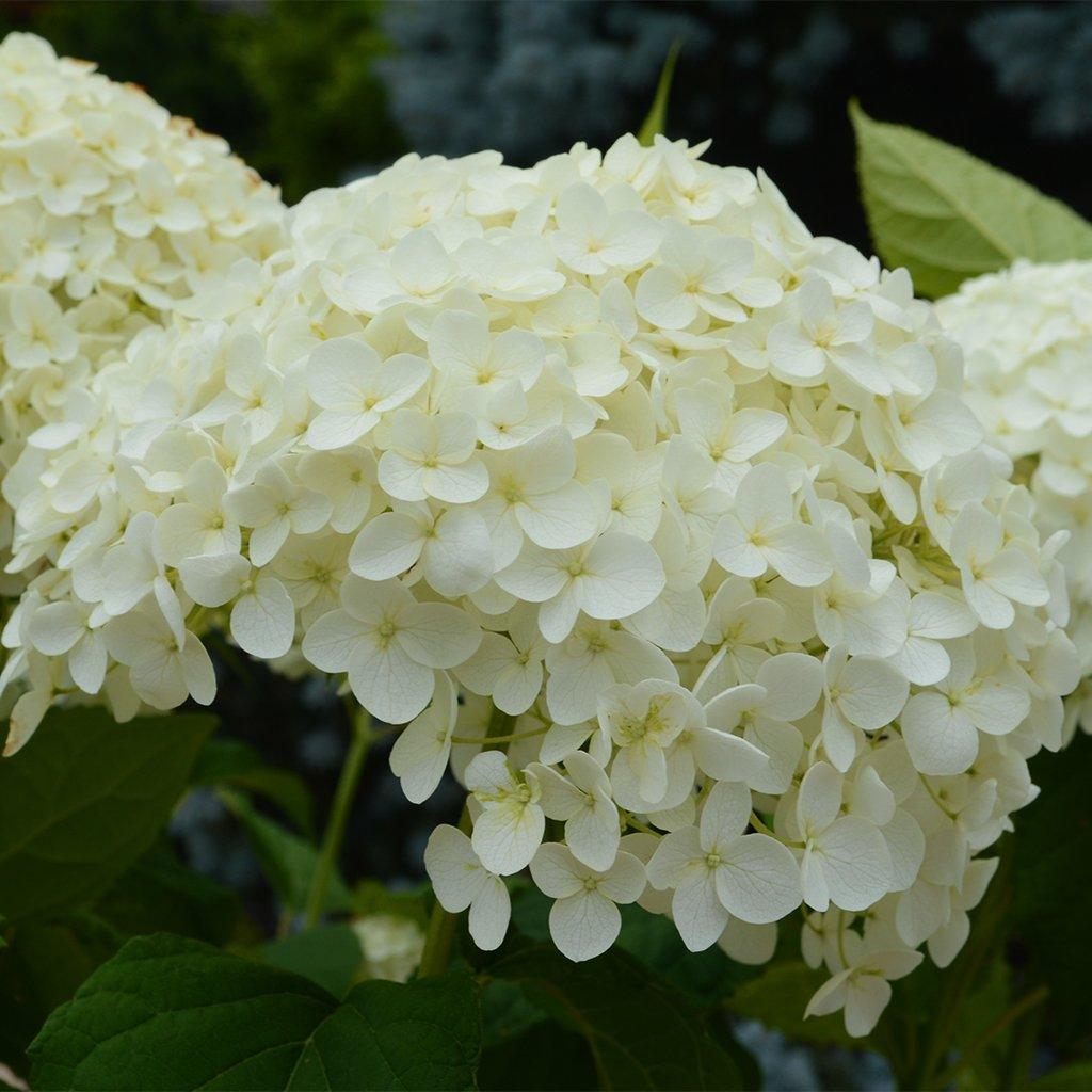 Annabelle Smooth Hydrangea  # 7 Container