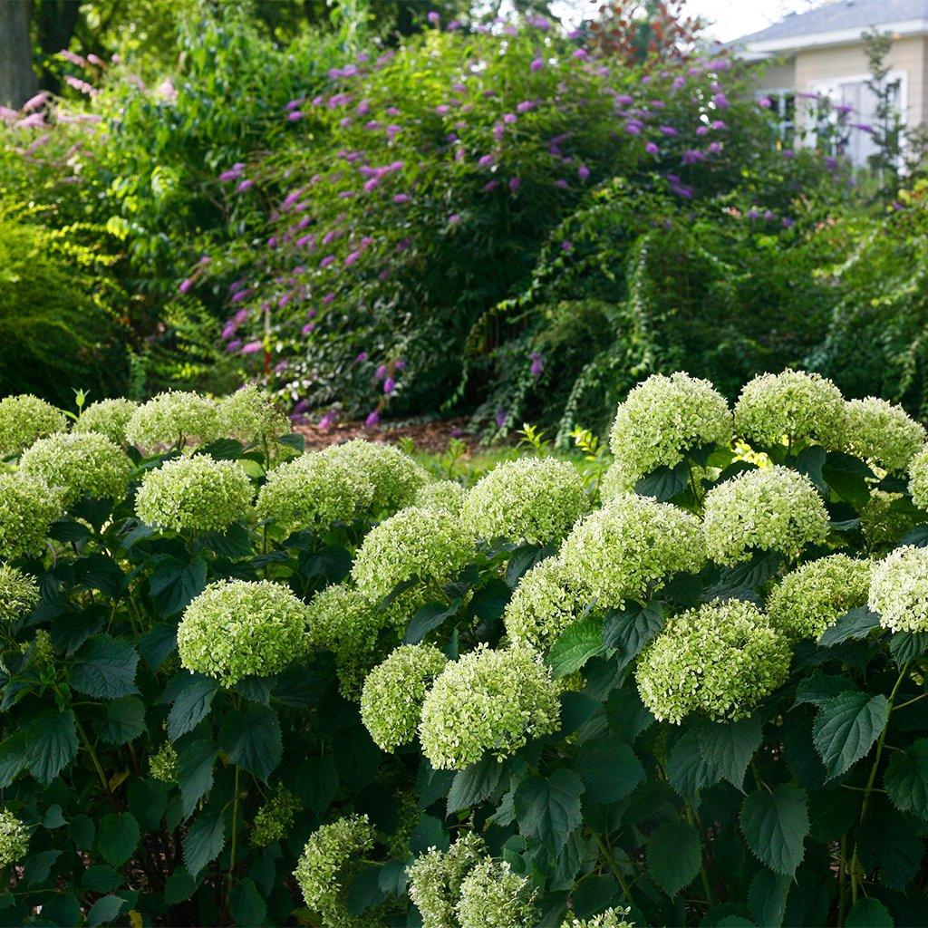 Invincibelle Limetta® Smooth Hydrangea PW® # 2 PW Cont