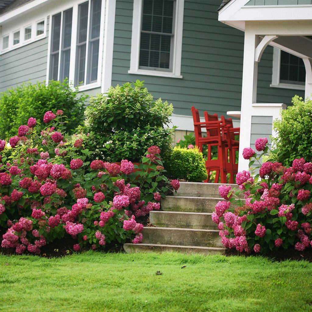 Invincibelle® Mini Mauvette Smooth Hydrangea PW® # 2 PW Co