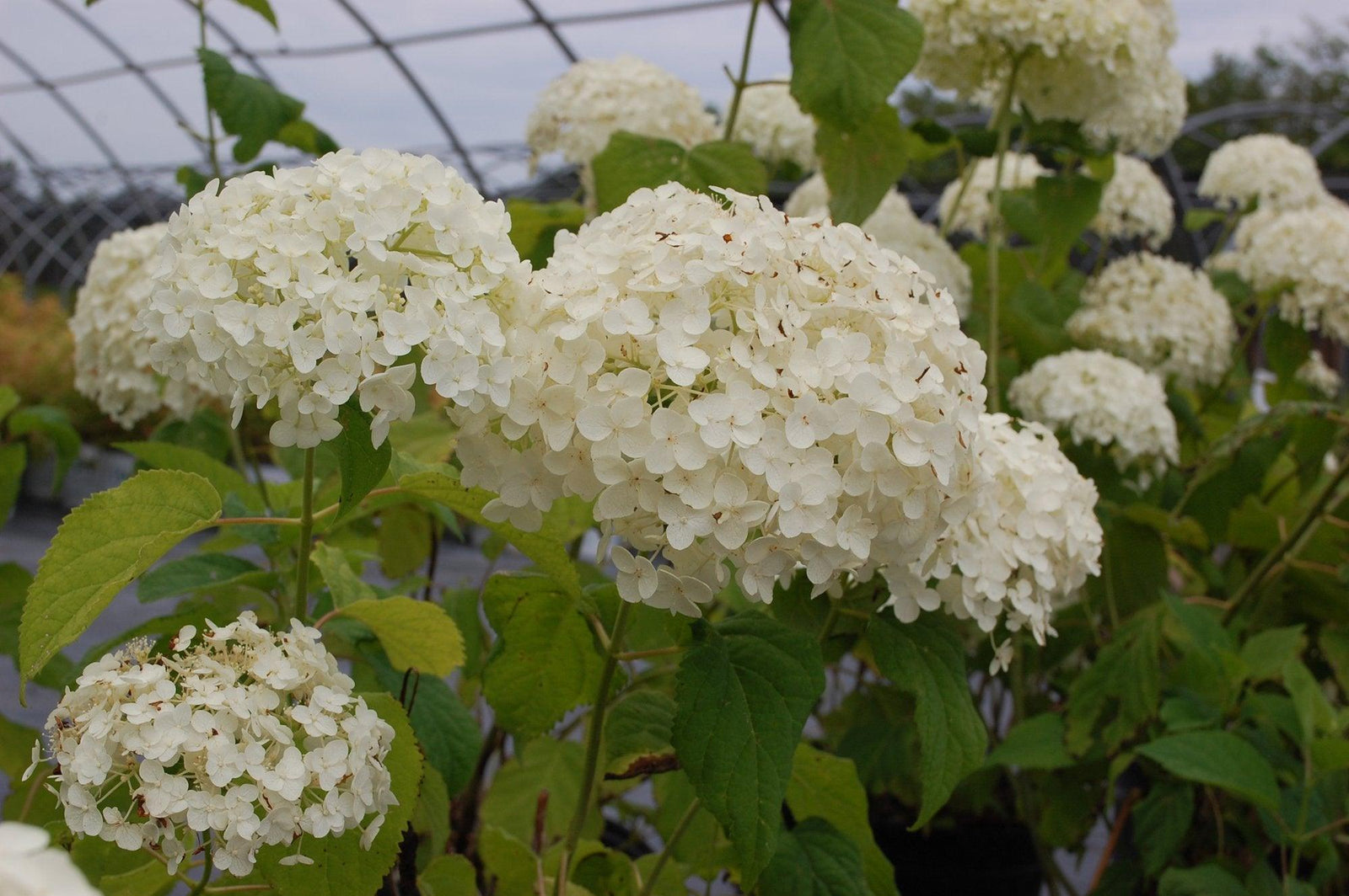 Incrediball® Smooth Hydrangea PW®