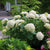 Incrediball® Smooth Hydrangea PW® # 3 PW Cont
