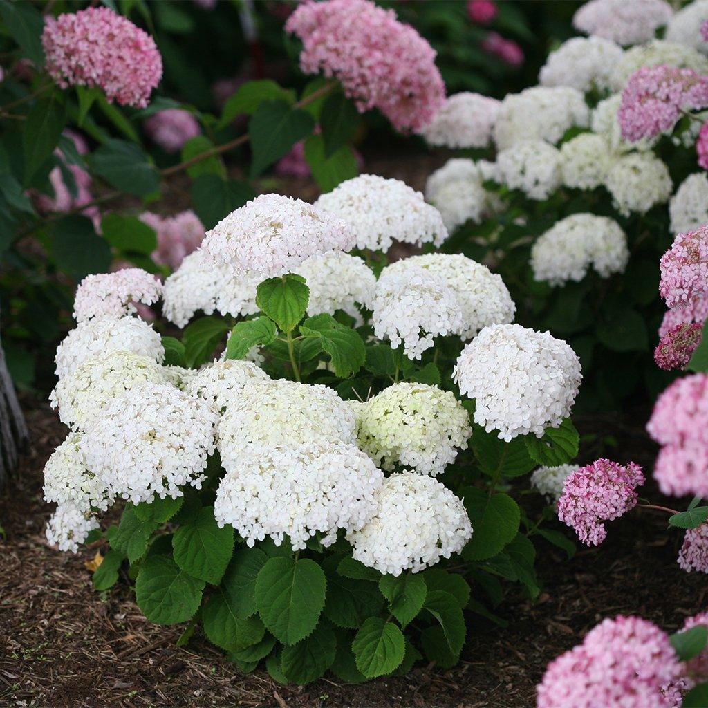 Invincibelle Wee White® Smooth Hydrangea PW® # 2 PW Cont