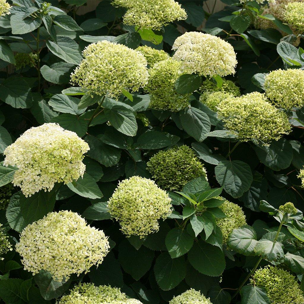 Lime Rickey® Smooth Leaf Hydrangea # 2 PW Cont