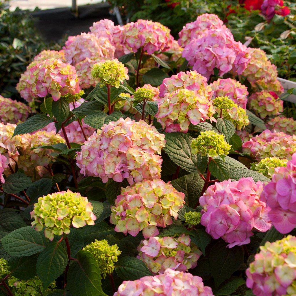 Endless Summer® Bloomstruck® Hydrangea (Blurple)   # 2 ES Cont