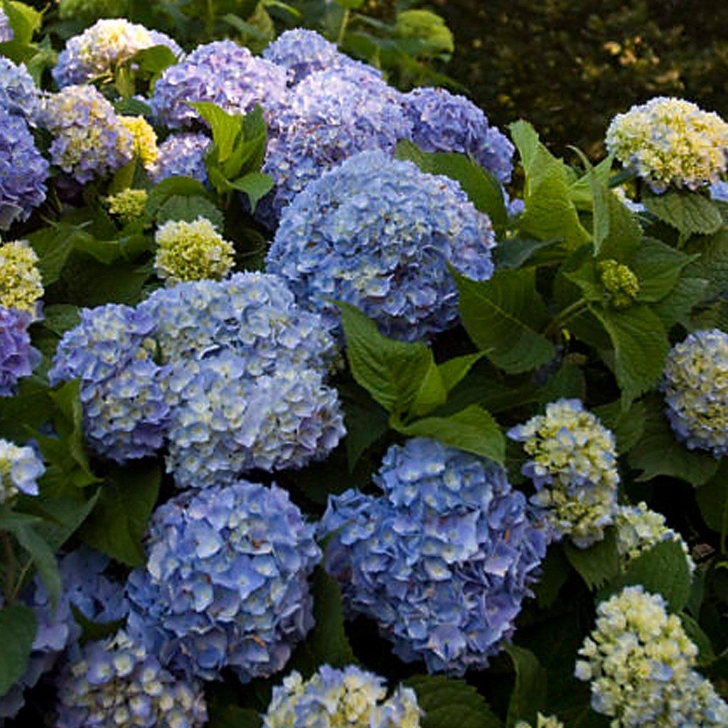 Endless Summer - The Original Hydrangea