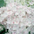 Endless Summer® Blushing Bride® Hydrangea