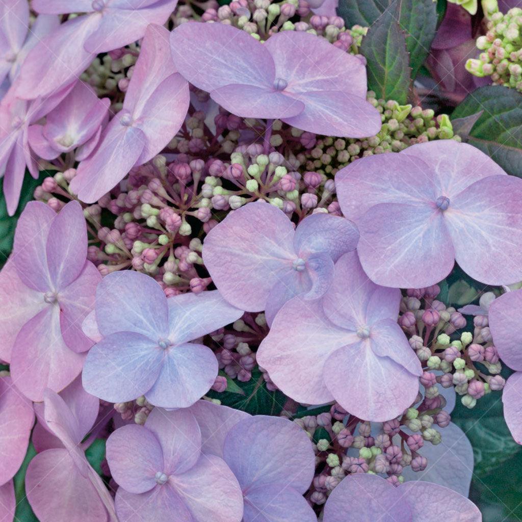 Endless Summer® Twist-N-Shout® Hydrangea