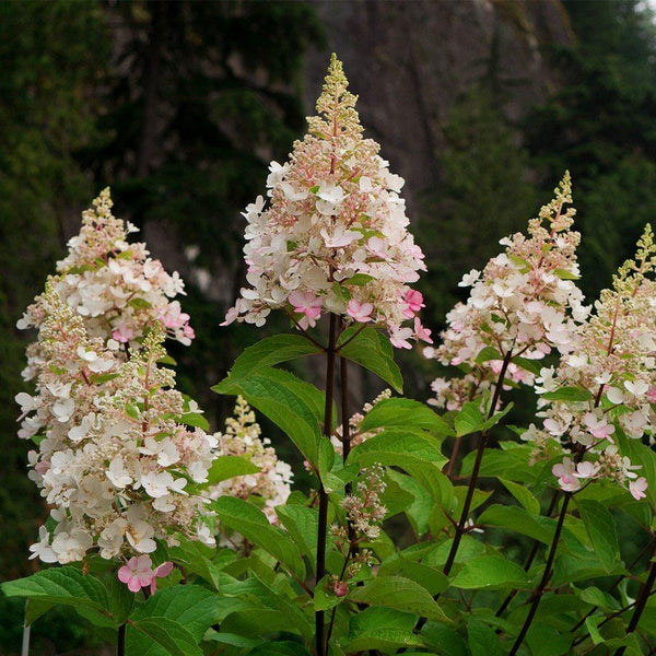 Candelabra Hydrangea 2 BE Cont Sheridan Nurseries Online