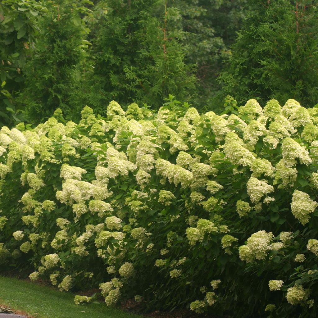 Limelight Panicle Hydrangea PW® # 7 PW Cont