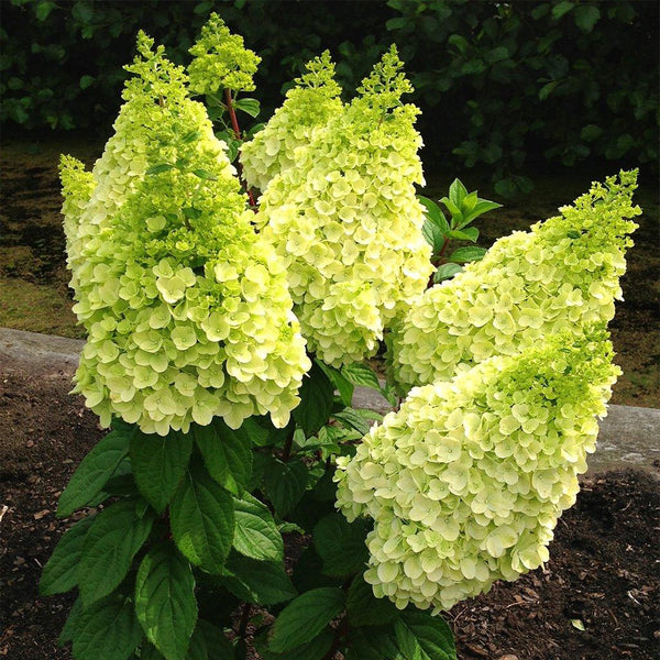 Moonrock Hydrangea Sheridan Nurseries Online