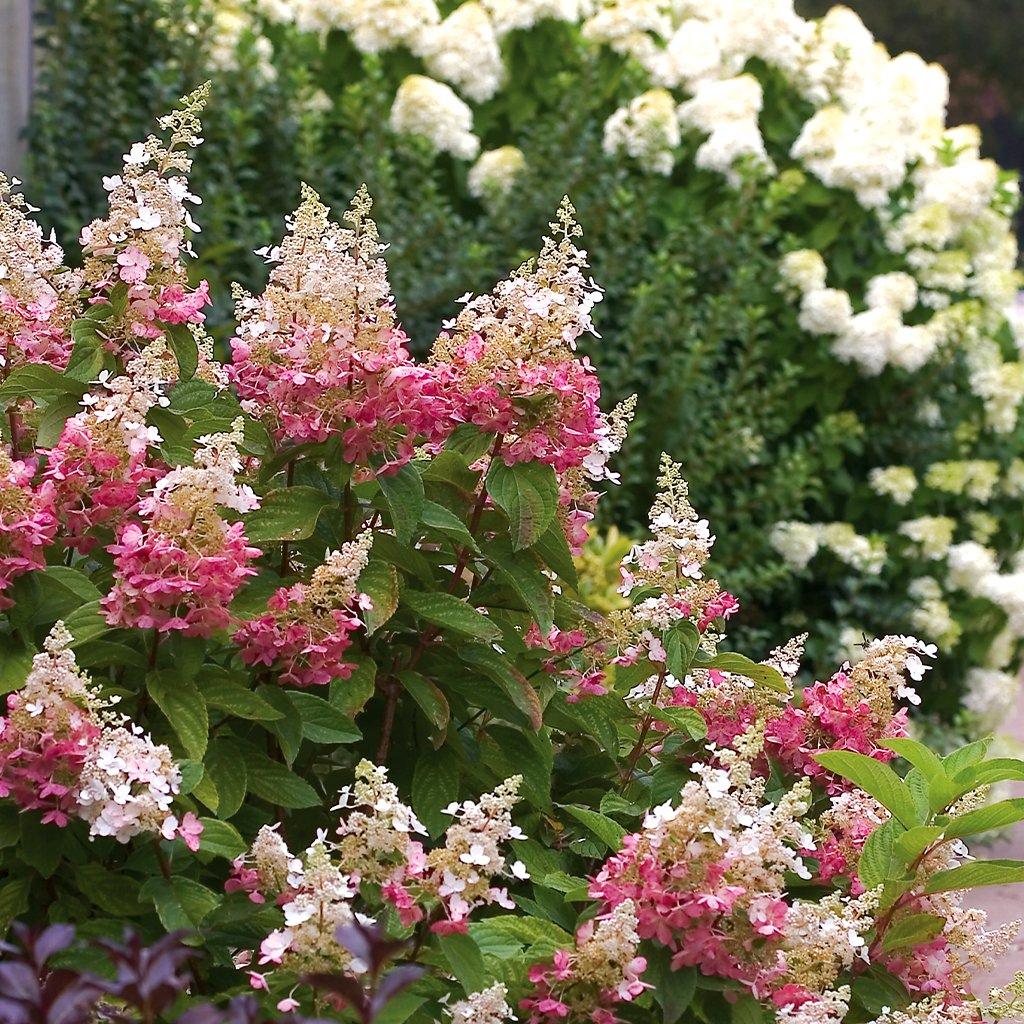 Pinky Winky® Panicle Hydrangea PW® # 3 PW Cont