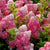 Vanilla Strawberry Panicle Hydrangea FE®   # 2 FE Cont