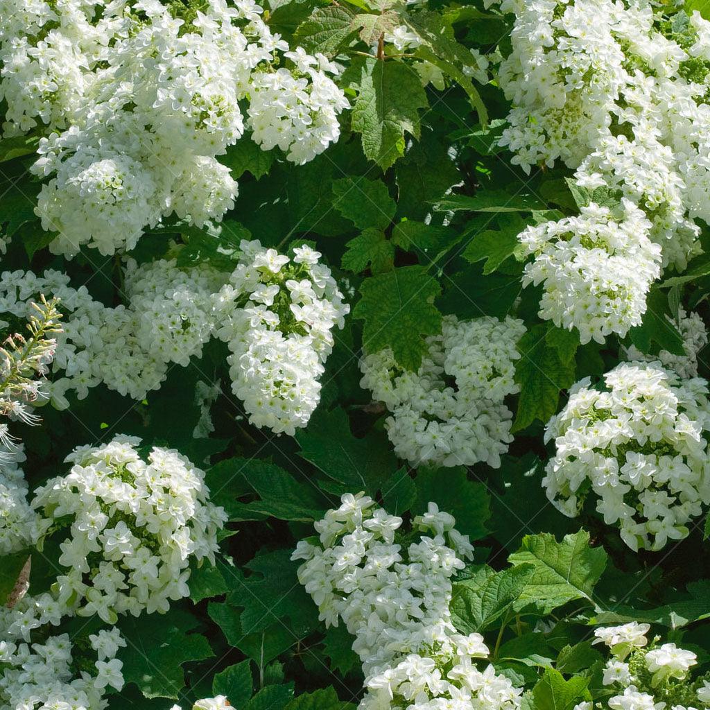 Snowflake Oakleaf Hydrangea