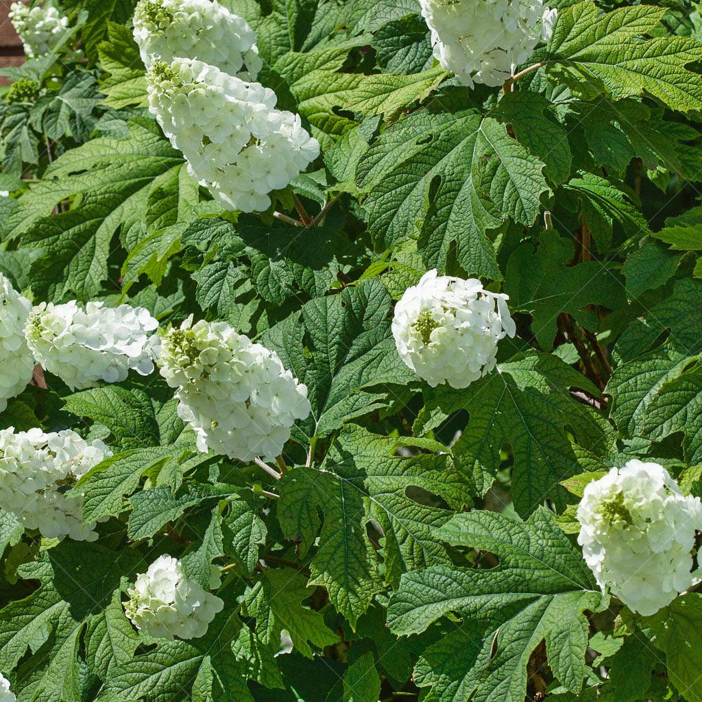 Snow Queen Oakleaf Hydrangea