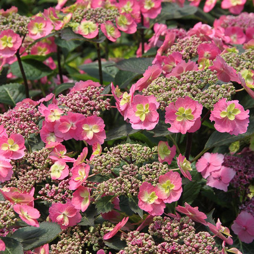 Tuff Stuff® Mountain Hydrangea Pw® # 2 PW Cont