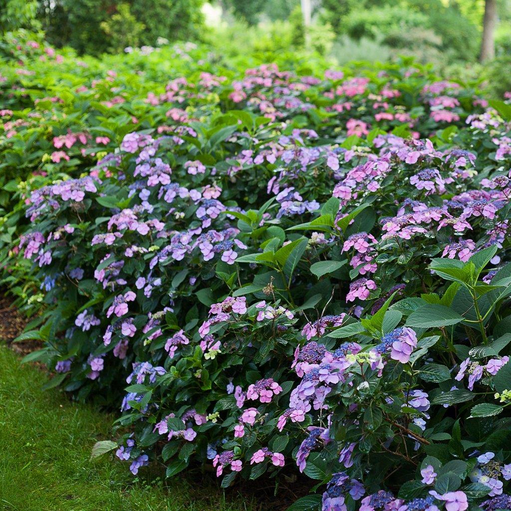 Tiny Tuff Stuff Mountain Hydrangea PW® # 2 PW Cont