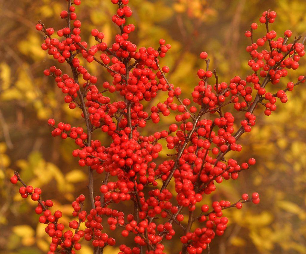 Berry Heavy Common Winterberry