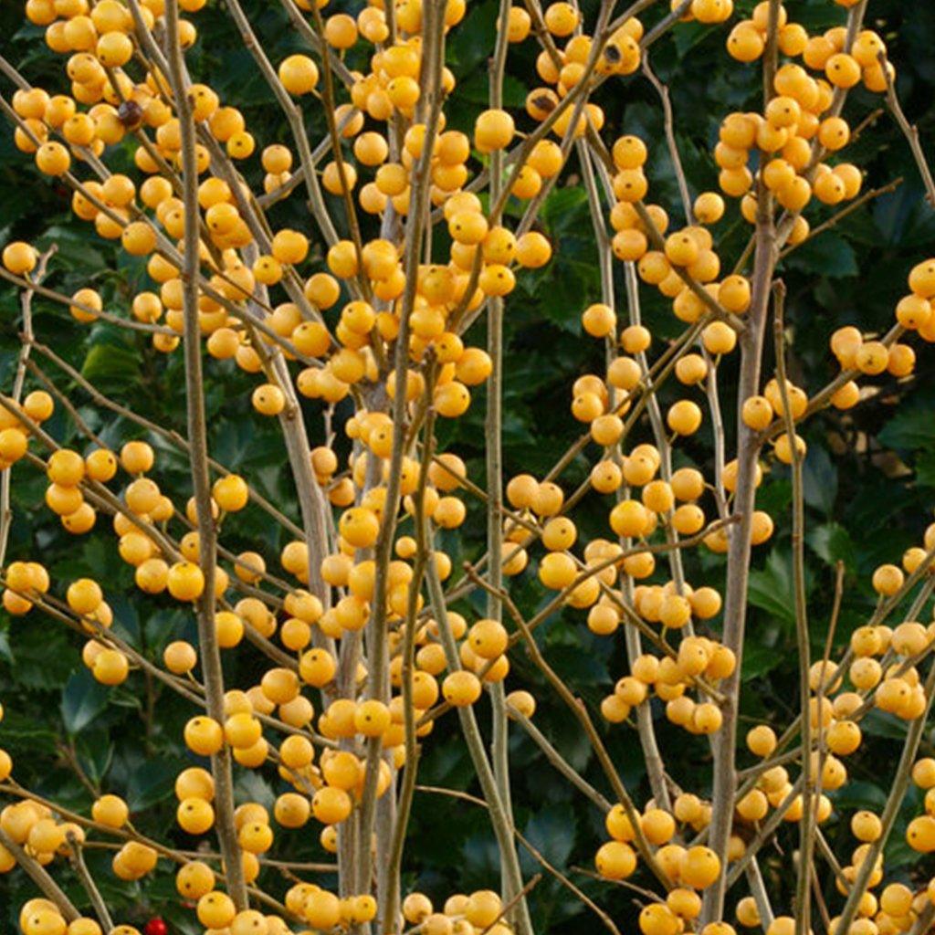 Berry Heavy Gold Common Winterberry