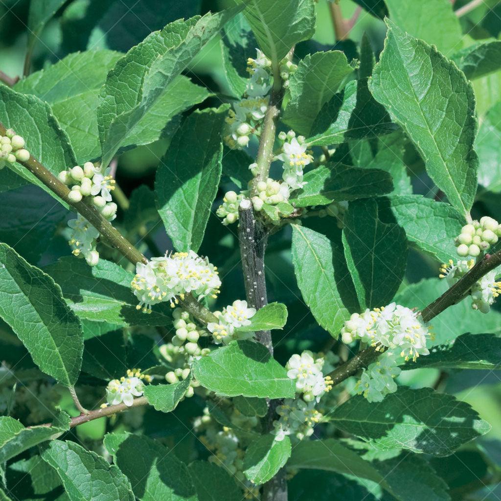 Jim Dandy Common Winterberry