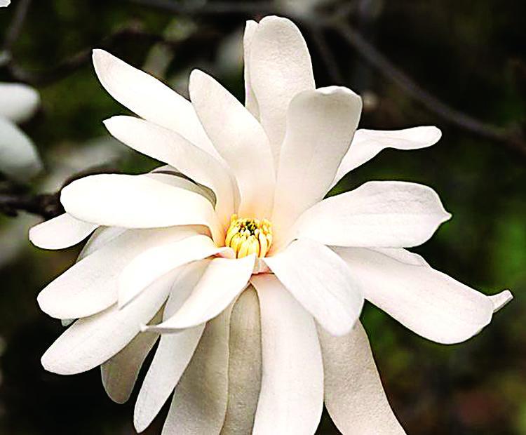 Royal Star Magnolia
