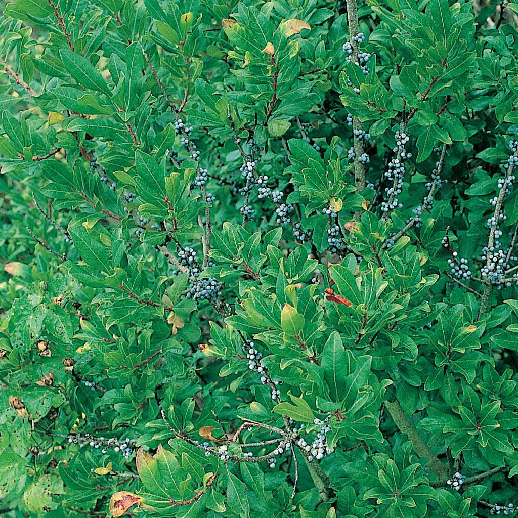 Northern Bayberry