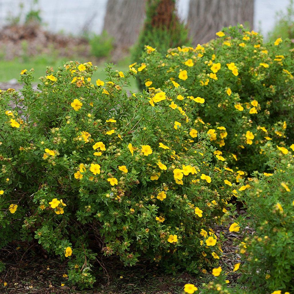 Happy Face® Yellow Bush Potentilla PW® # 2 PW Cont