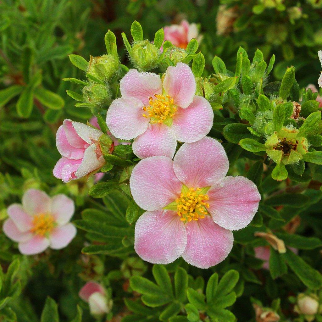 Happy Face® Pink Paradise Bush Potentilla PW® # 2 PW Cont