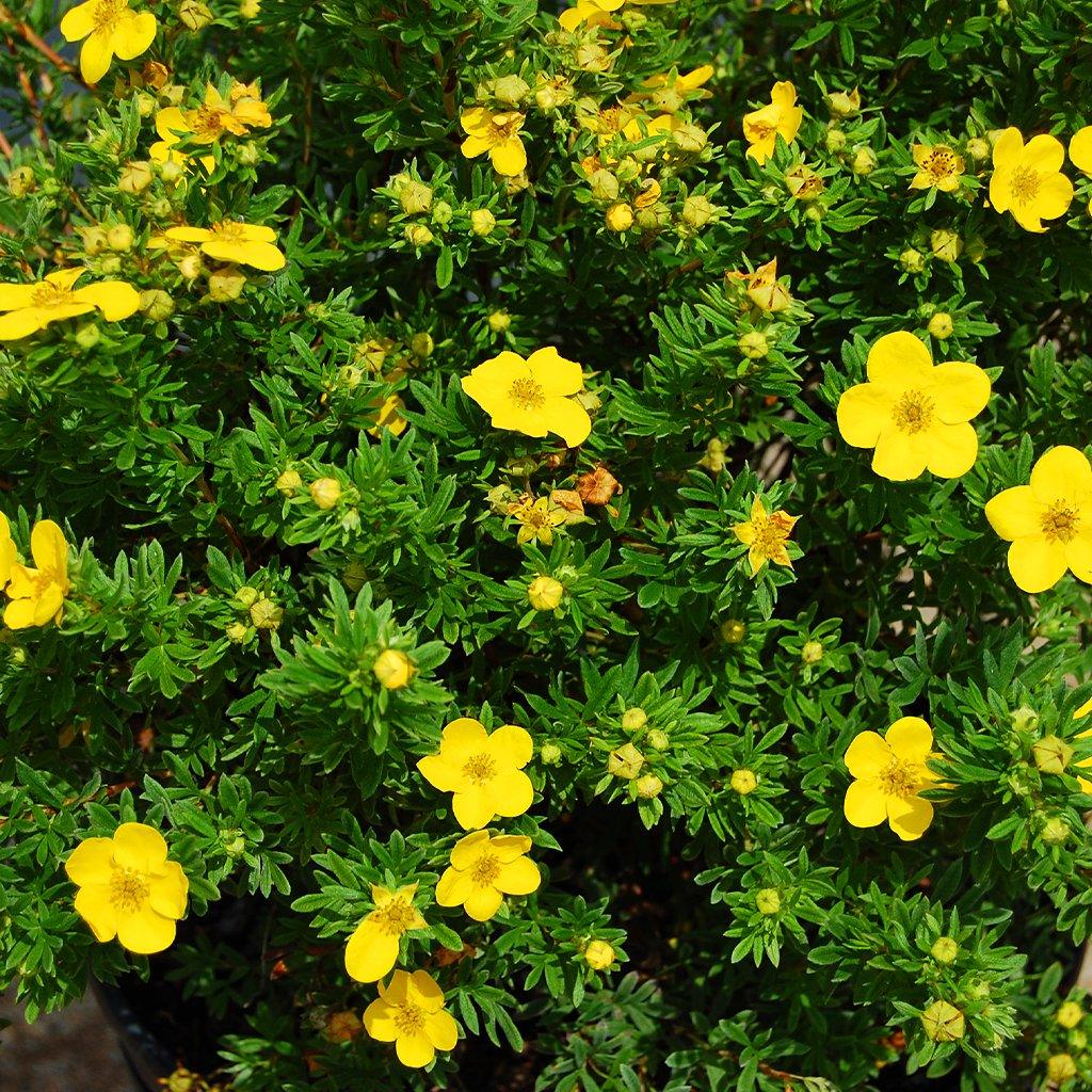 Goldfinger Bush Potentilla  # 2 Container