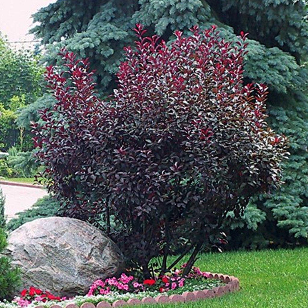 Purpleleaf Sand Cherry  # 2 Container