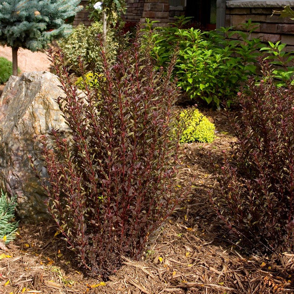 Experience a romantic garden with Little Devil® Common Ninebark Fe® - the perfect compact shrub.