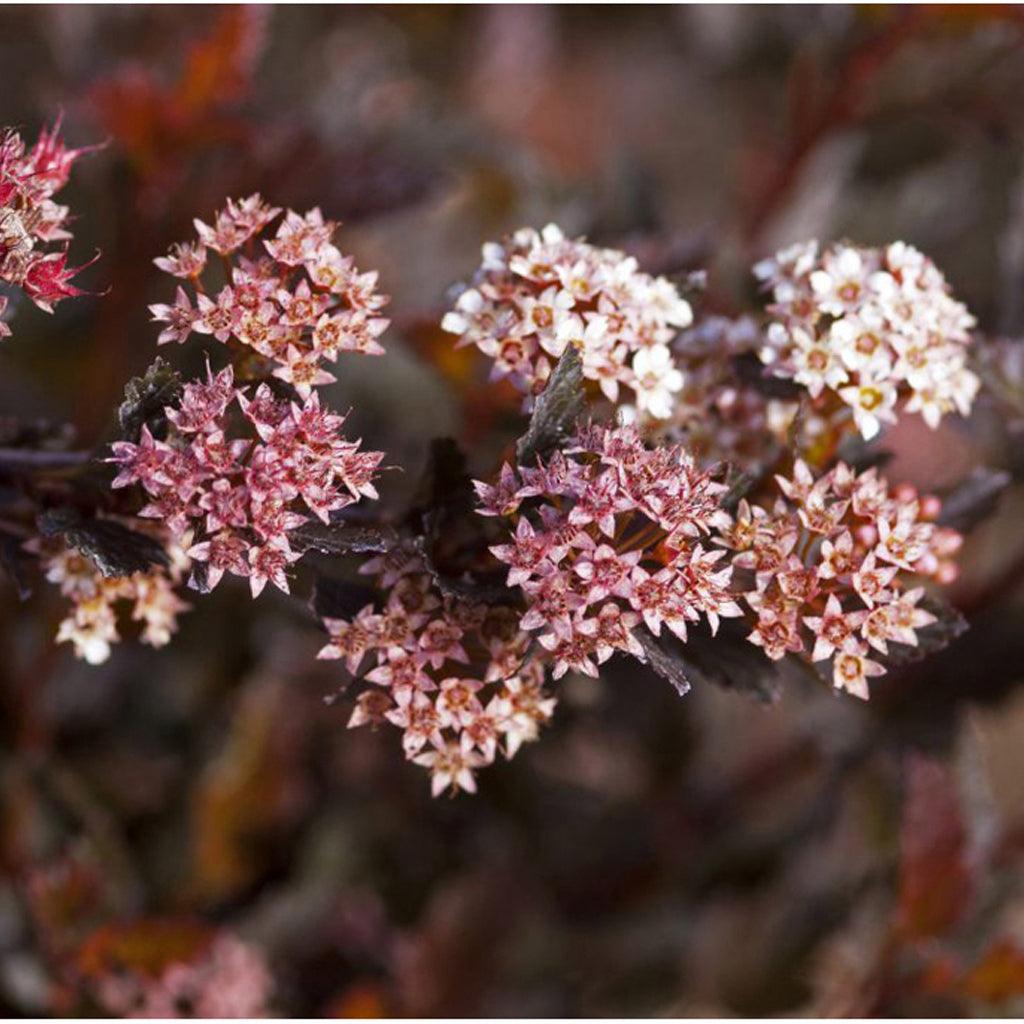  Its striking contrast of deep crimson leaves and delicate white blooms, along with its curved, compact shape, adds charm and allure to any outdoor space. Grows to a height and width of 120cm. Requires full sun.