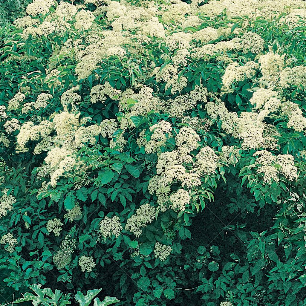 American Elderberry