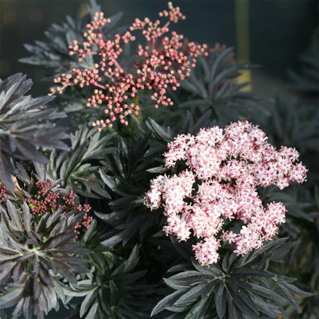 Laced Up Elderberry PW® # 2 PW Cont