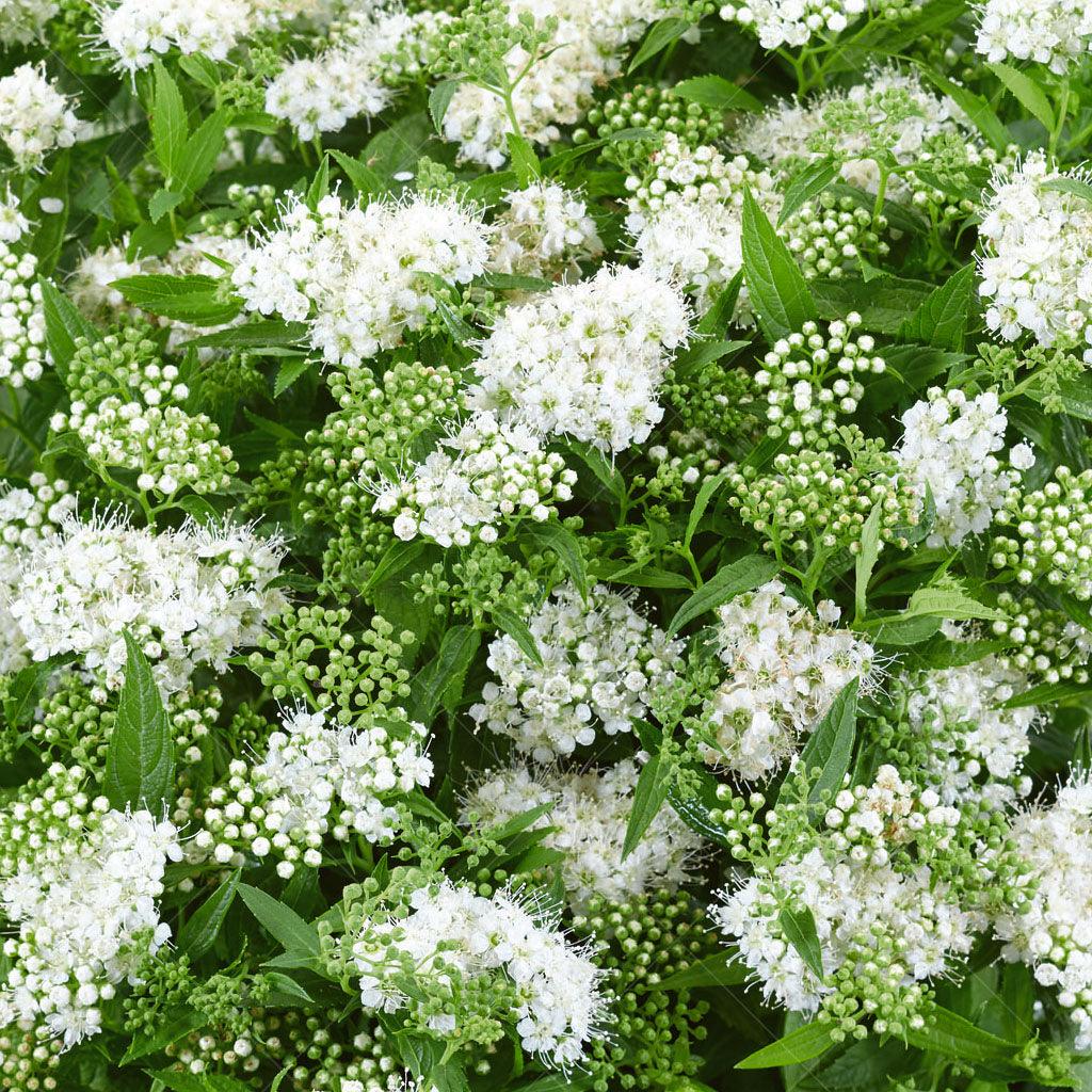 Grow delicate white or soft pink flowers that bloom from early summer to early fall, inviting a flutter of butterflies. Requiring full sun, this Spirea variety grows&amp;nbsp;up to 120cm tall and wide when mature.