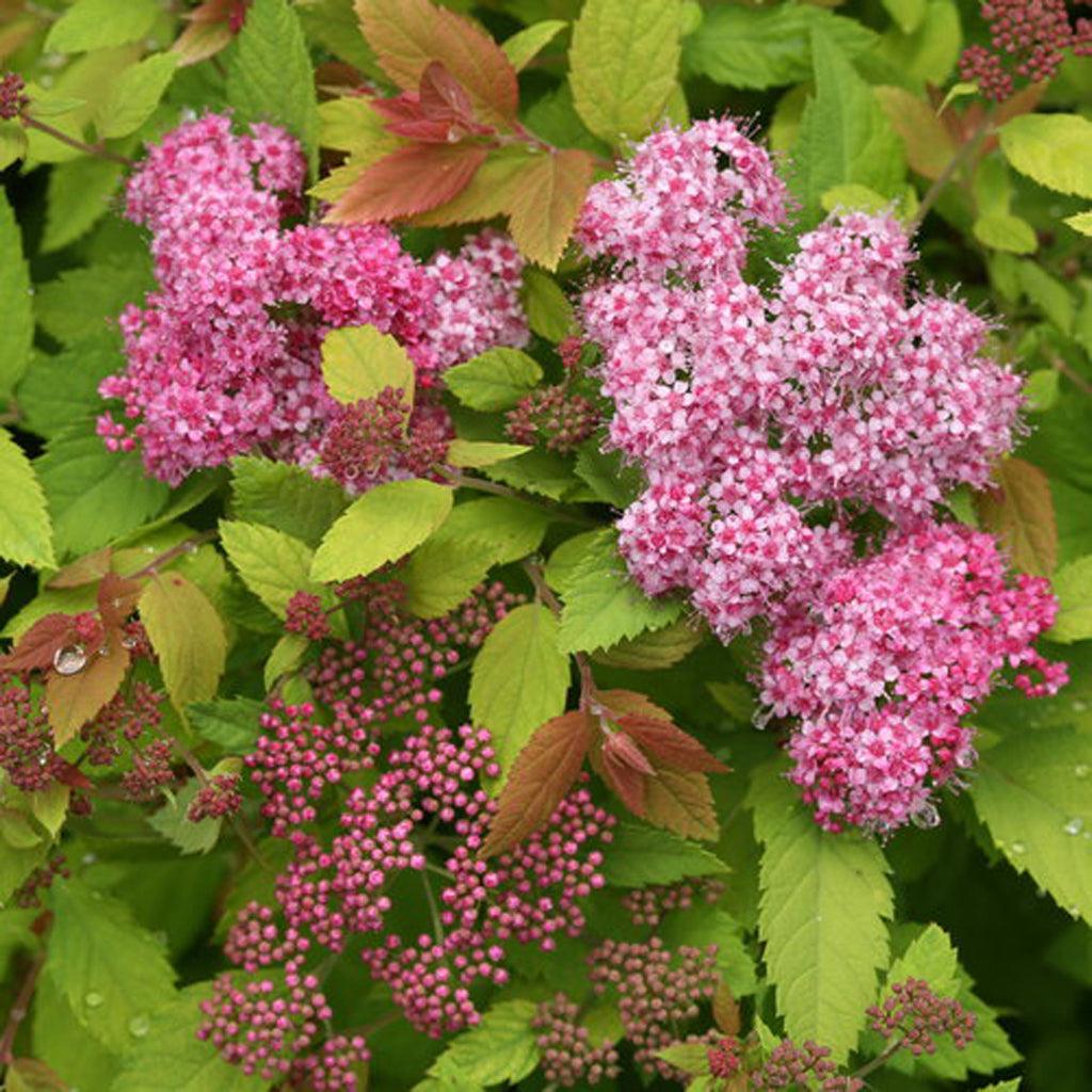Double Play® Big Bang Spirea Pw® # 2 PW Cont