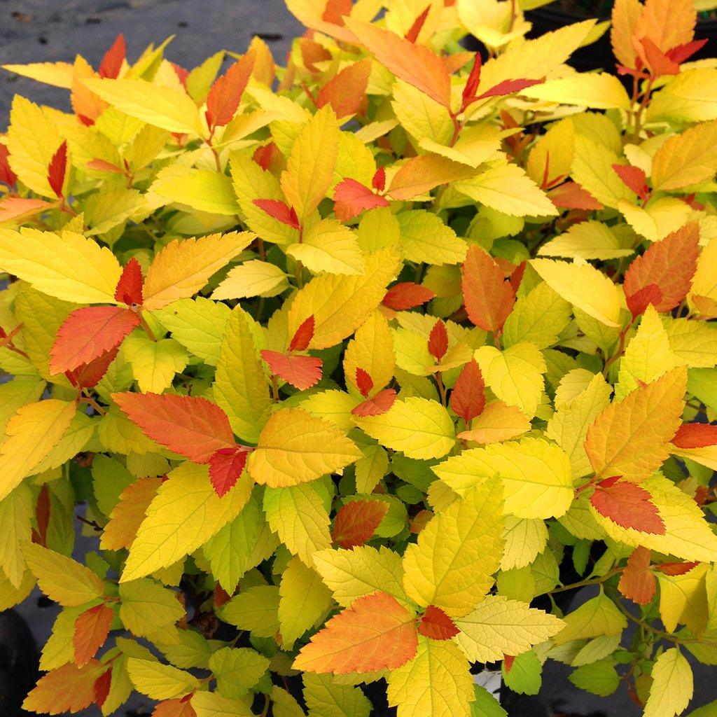 Double Play® Candy Corn Spirea PW® # 2 PW Cont