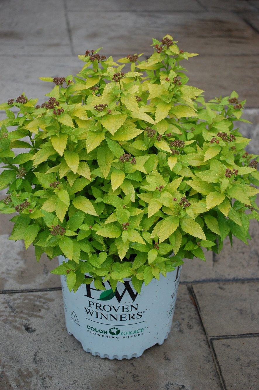 Double Play® Gold Spirea PW®
