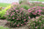 Double Play® Pink Spirea PW®