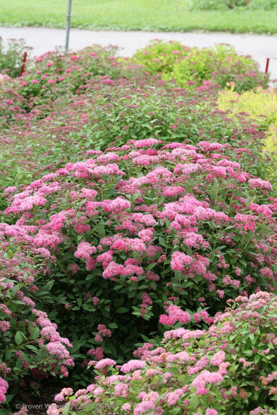 Transform your outdoor space into a charming oasis with the versatile and hardy Double Play® Pink Spirea PW®.