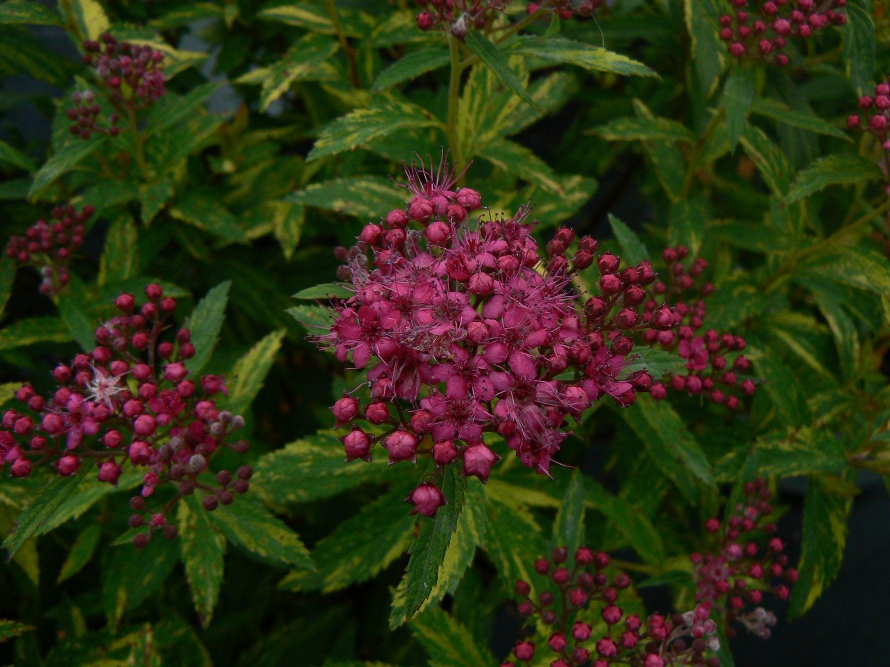 Double Play® Painted Lady® Spirea PW®