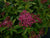 Double Play® Painted Lady® Spirea PW®